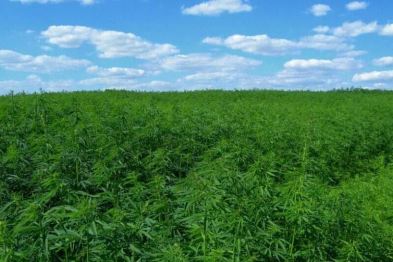 hemp field
