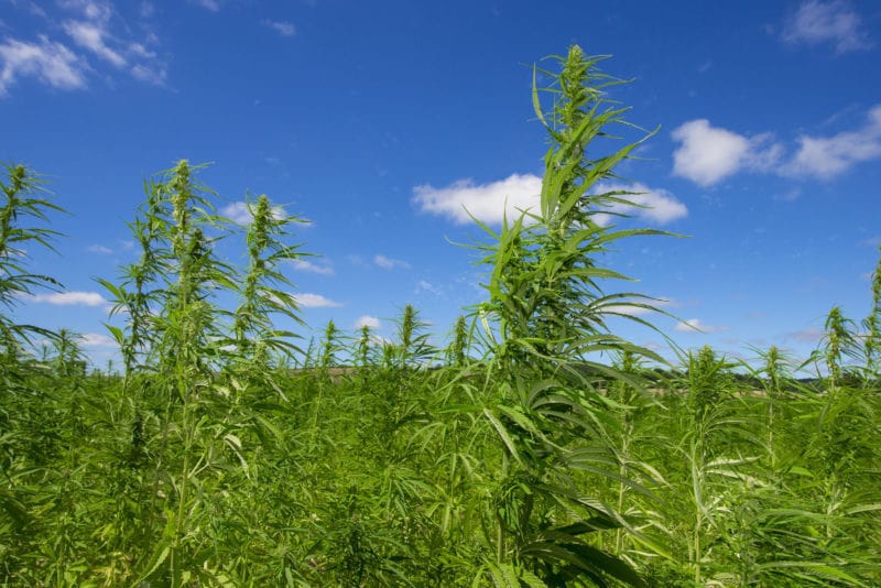 hemp field