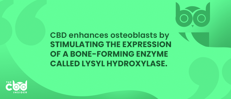 cbd for bone formation and bone quality