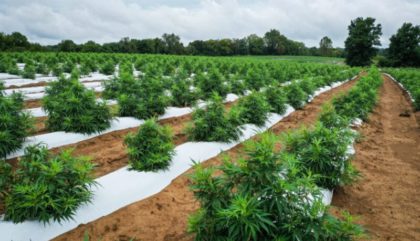 usda gives hope to hemp supporters