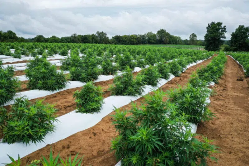 usda gives hope to hemp supporters