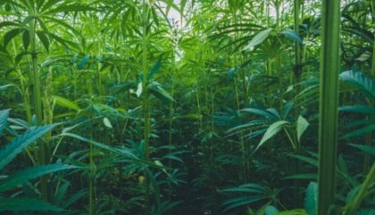 hemp businesses guidelines from usda