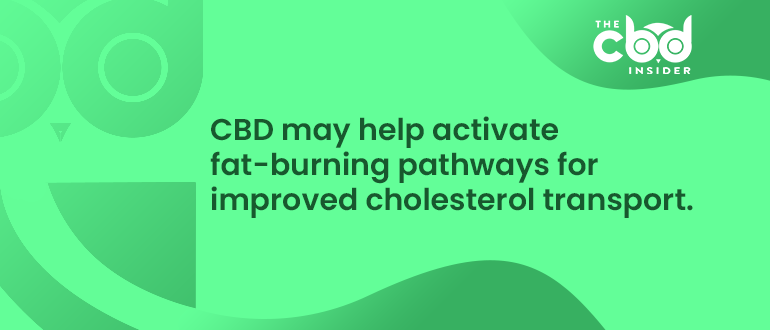 cbd and cholesterol