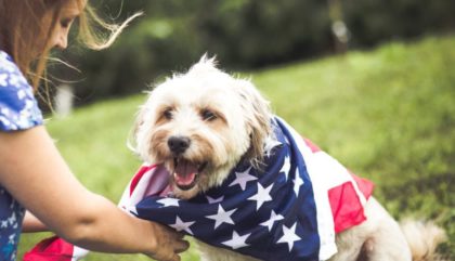cbd pet products on fourth of july