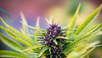 study finds cbd help cannabis addiction