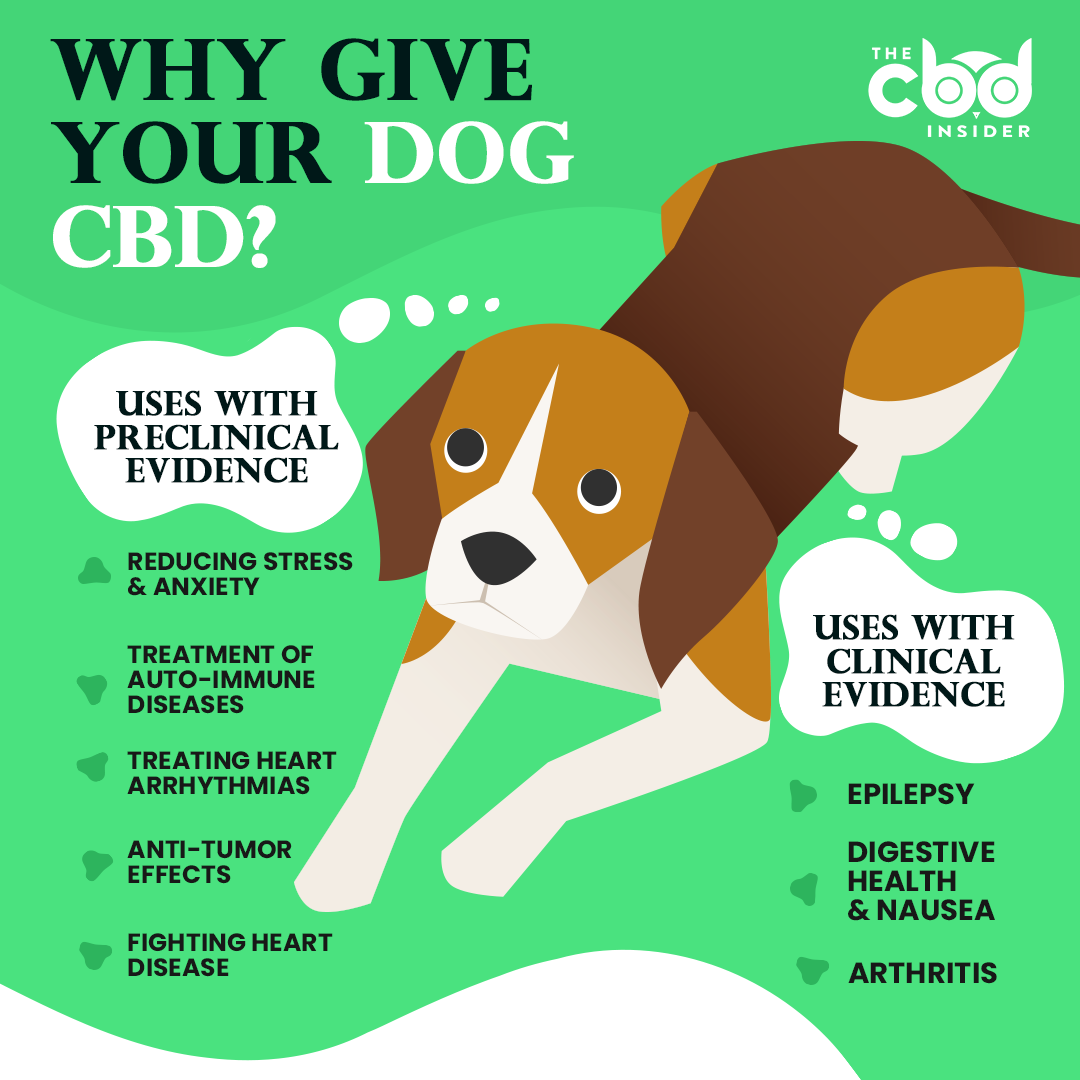 CBD for Dogs: Why, How, and How Much? | The CBD Insider