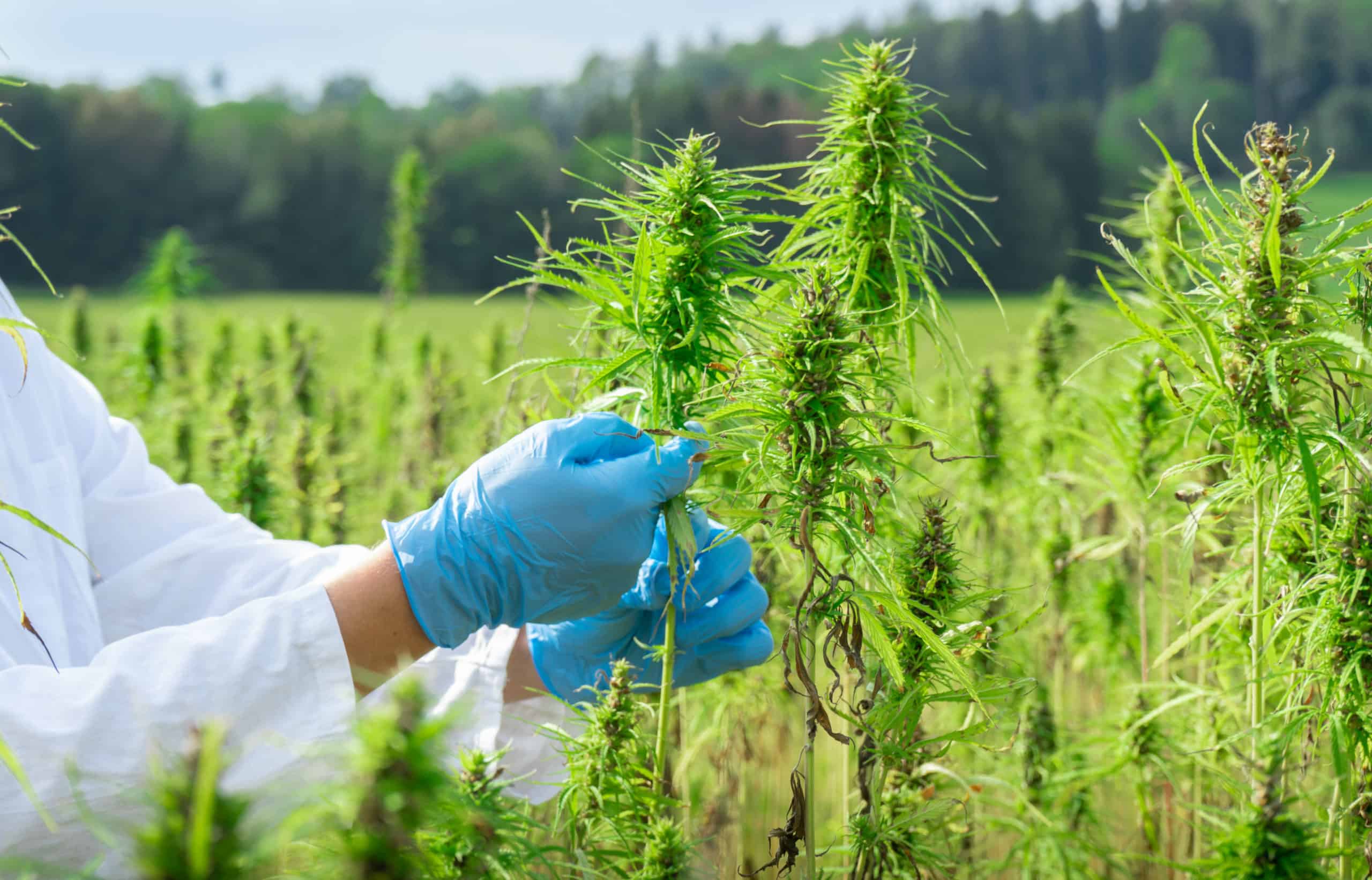 high-cbd hemp and high-thc marijuana are mostly the same genetically