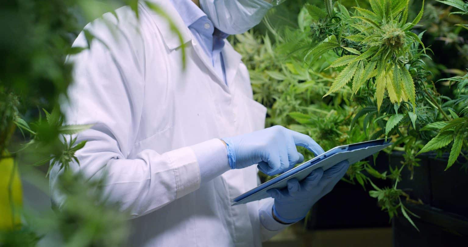 Cannabis Compounds Reduce Urge to Drink Alcohol