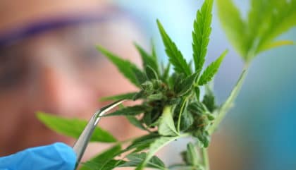 cbd brand, testing lab, and government improve cannabis testing