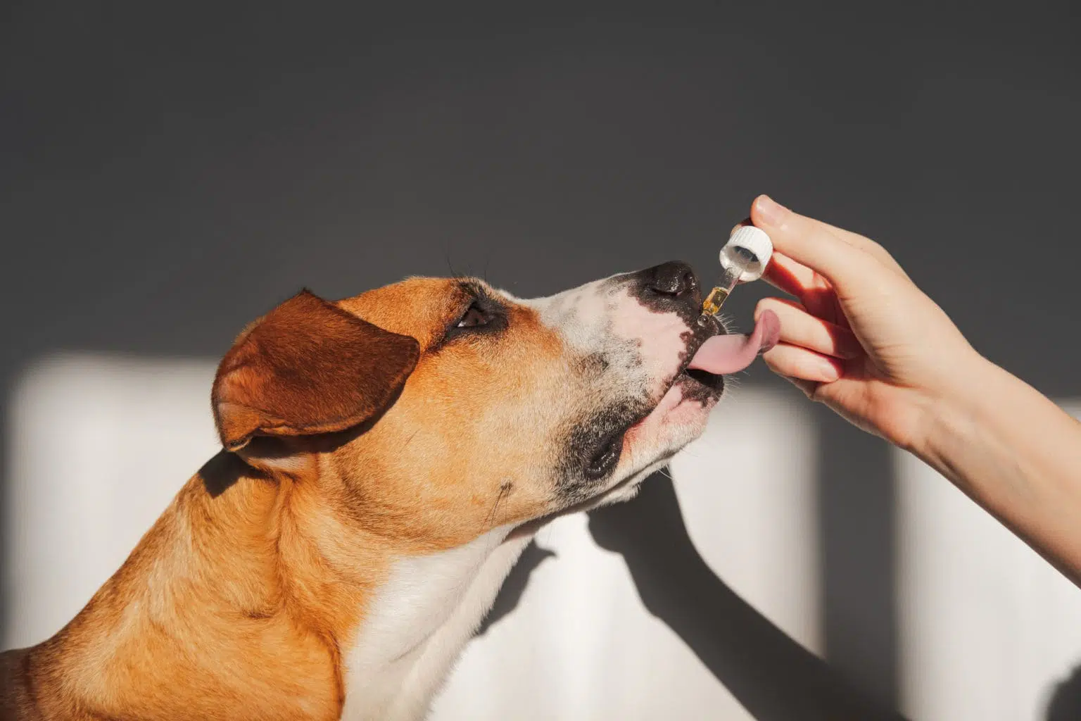 The Best CBD for Dogs (And Other Pets)