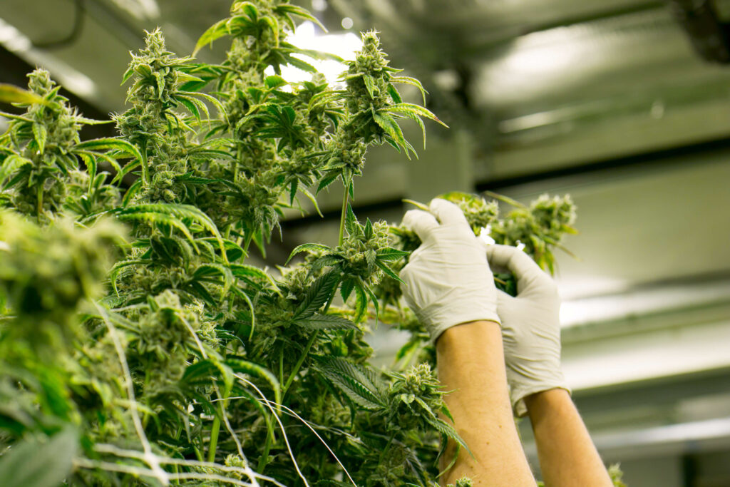 Cannabis Bill May Pigeonhole Hemp Market The CBD Insider