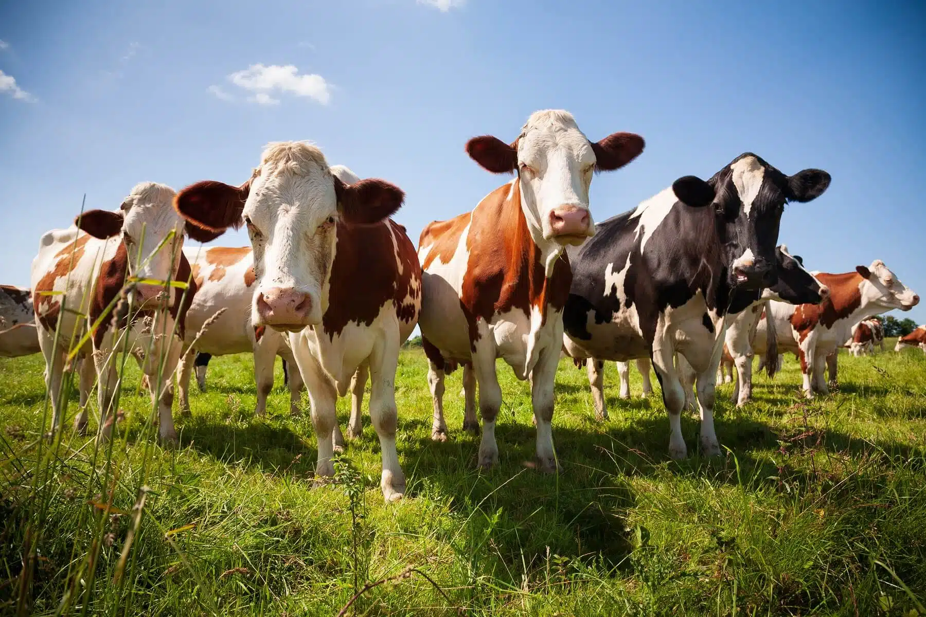 Hemp-fed cows give cbd milk